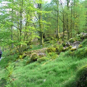 In the woods beside Buttermere
