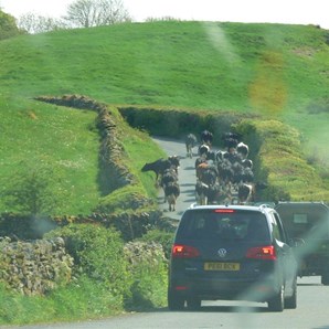 Dairy cows (taken through the car window)