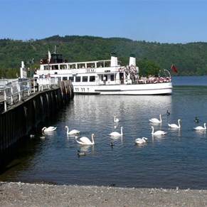 Swans at Bowness