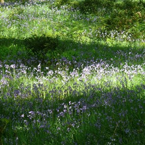 Bluebells