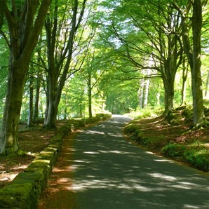 Road through the forest beside Coniston Water