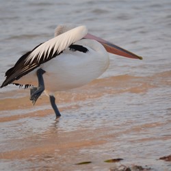 Monkey Mia the Pelican doing Ty Chia