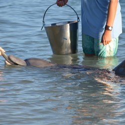 Monkey Mia Dolphin feeding