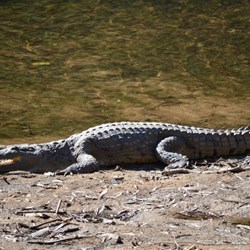 A Freshie sun baking at Windjanna Gorge