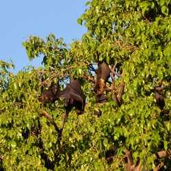 Fruit Bats near the Mantra Trilogy 