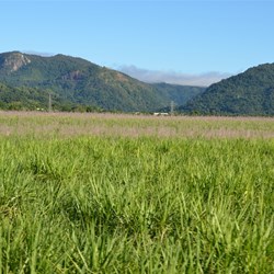 Field of Sugar Cane and High Ranges 