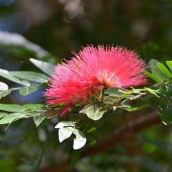 Unknown Plant Flower 