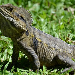 Boyd's Forrest Dragon 