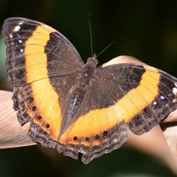 Kuranda Butterfly Sanctuary 