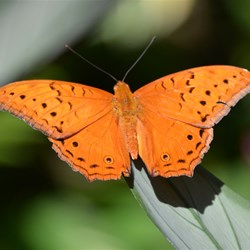 Kuranda Butterfly Sanctuary 