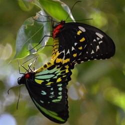 Kuranda Butterfly Sanctuary 