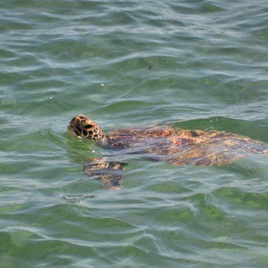 Green Turtle in the shallows  