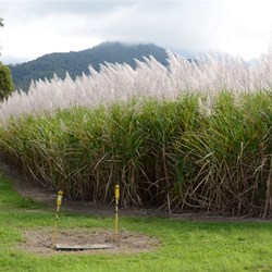 Sugar Cane ready for harvesting 