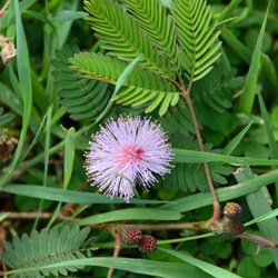 Mimosa diplotricha