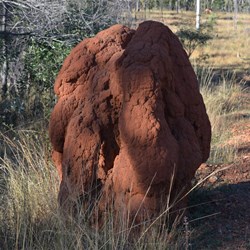 Dark coloured Termite Mound 