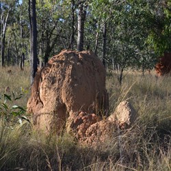 Light Coloured Termite mound 
