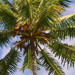 Coconut Palms on the beach 