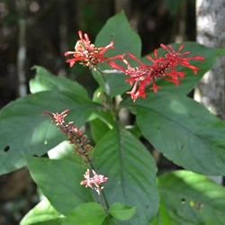 Rainforest Native Plant 