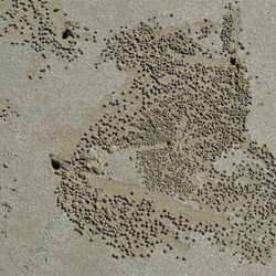 Small crabs make these balls as they burrow 