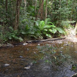 Fresh water stream in the Rainforest 