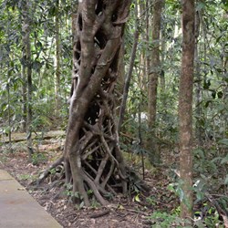 Strangler Fig 