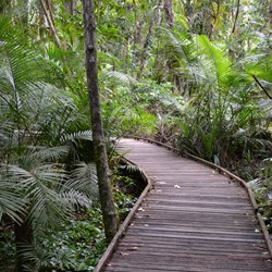 Rainforest Boardwalk 