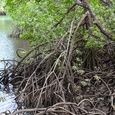 Mangrove Root system 