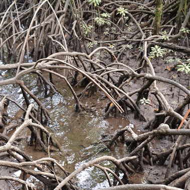 Mangrove Root system 