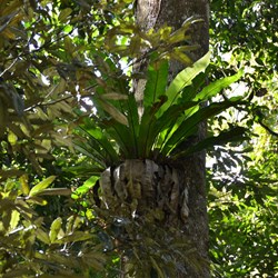 Asplenium australasicum 