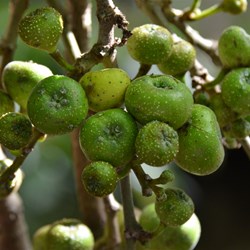 Fig Tree Fruit 