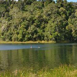 Brave swimmers in Lake Barrine 