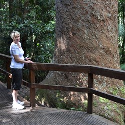 Fiona at one of the Giant Kauris Trees 