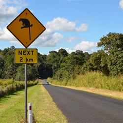 Tree Kangaroo Sign 