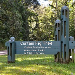 Curtain Fig Tree sign 