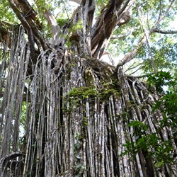 Curtain Fig Tree  