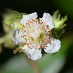 Rainforest wildflower 