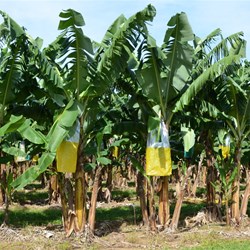 Crops of Bananas nearly ready 