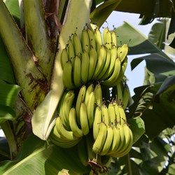 These bananas were ready to be harvested 