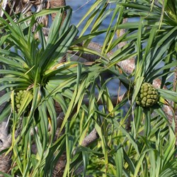 Beach Pandanus fruit 