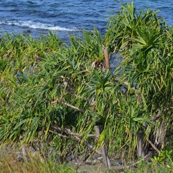 Beach Pandanus fruit 