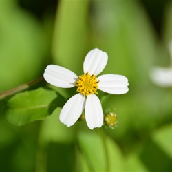 Small little flower near the beach 