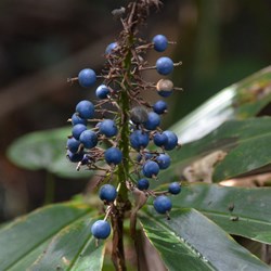 Alpinia caerulea