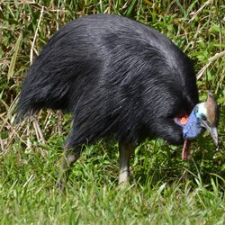 Wild Cassowary 