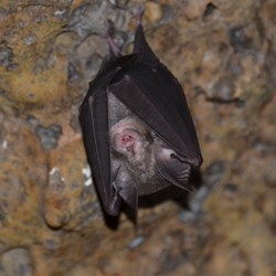 Small Bat in one of the Lava Tubes 