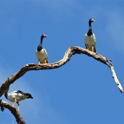 Magpie Geese on the Daintree River 