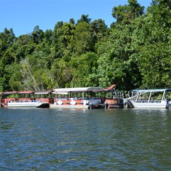 Some of the Tour boats that cruise the Daintree River 