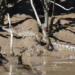 Our first wild Daintree River Crocodile 