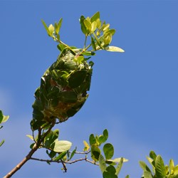 Green Tree Ant Nest 