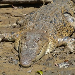 Argo's Days are numbered on the Daintree 