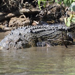 Scare Face does not tolerate any male intruders 